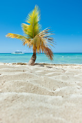 kleine Palme auf Sandstrand 