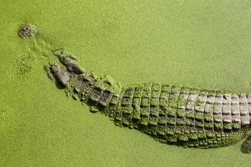 Close up crocodile skin