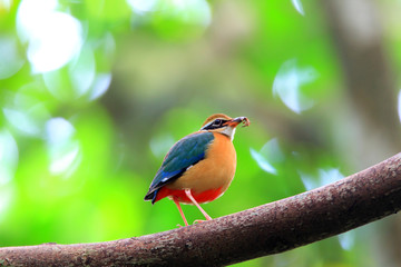 Indian Pitta (Pitta brachyura) in Sri Lanka