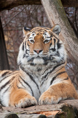 Fototapeta premium Sibirischer Tiger