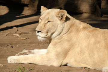 Obraz premium Lioness