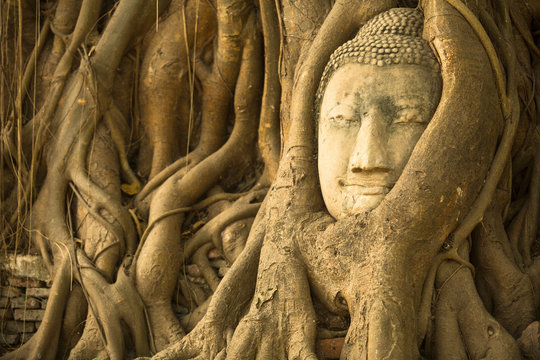 Head of Buddha in the roots of the tree, Ayutthaya, Thailand.