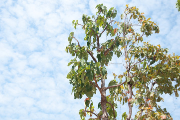 Tree on blue sky