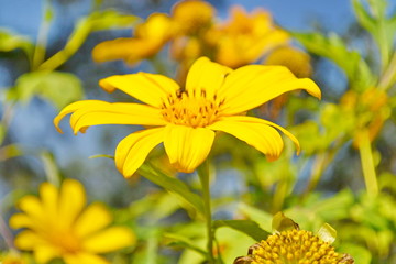 Mexican Sunflower Weed,