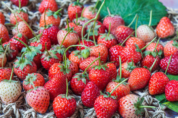 Fresh red ripe strawberries