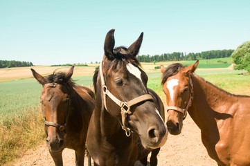 Three horses.  Portrait .