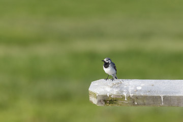 White Wagtail