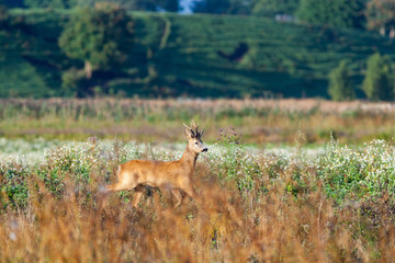 Roe deer buck