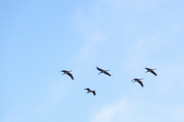 Cranes flying