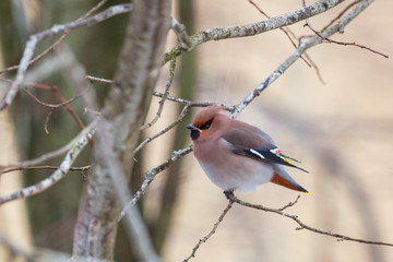 Bohemian Waxwing