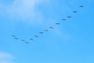 Crane formation