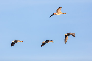 Greylag Geese flying