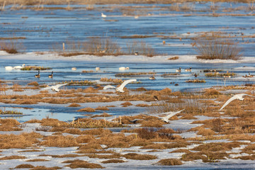 Whooper Swans