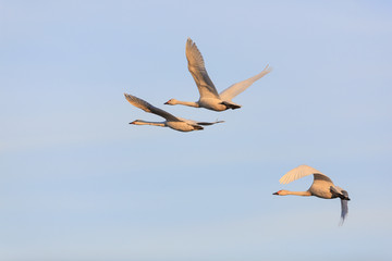 swan
