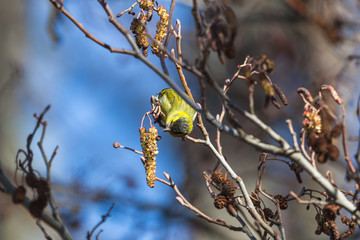 Eurasian Siskin