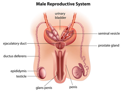 Anatomy of the male reproductive system