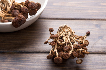 brown tea tree mushrooms
