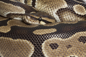 Obraz premium Tigerpython Nahaufnahme