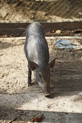 Boar in cage