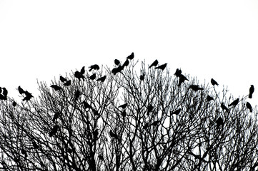 silhouette of many birds on a treetop - black and white shot - 61497657