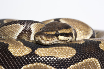 Tigerpython Nahaufnahme