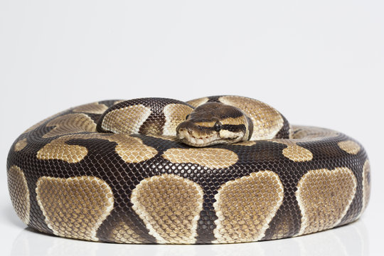 Tigerpython zusammengerollt