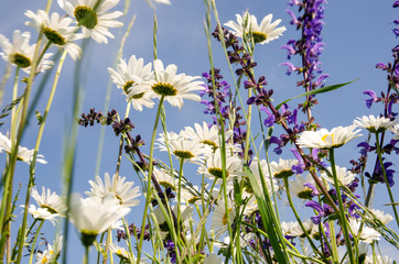 Fototapeta premium Frühlingsblumenwiese :)