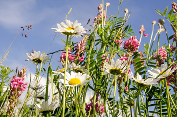 Frühling :)