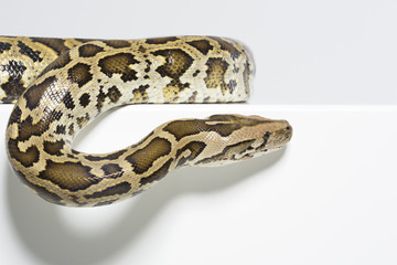 Tigerpython im Studio