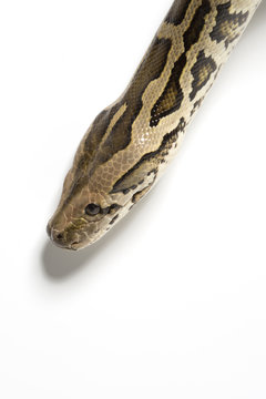 Tigerpython Kopf Nahaufnahme