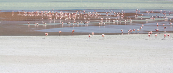 Flamingo