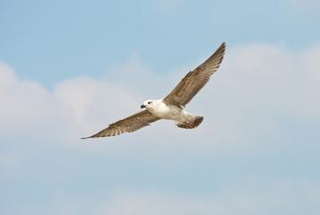 seagull flying in the sy