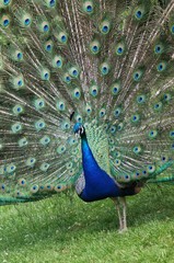 Obraz premium BIRDS - Indian Peafowl / Paw indyjski