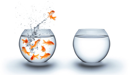 goldfish jumping out of the water - improvement concept - white - obrazy, fototapety, plakaty
