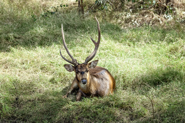 Javan rusa deer © gator