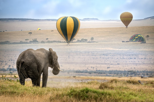 Fototapeta African  Elephant looking at landing hot air baloons