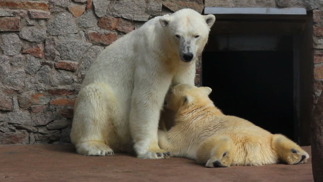 female polar bear feeding her cub