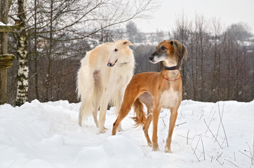 Fototapeta na wymiar Dogs on snow