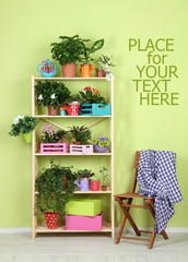 Many beautiful flowers in pots in room