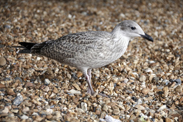 A sea gull standing on a pebble beach