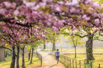 Cherry Blossom Festival. Washington, DC