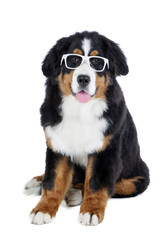 Bernese Mountain Dog in glasses