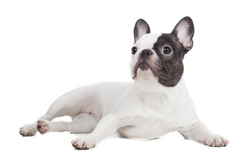 French bulldog