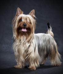 Naklejka premium Australian Silky Terrier