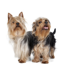 Australian Silky Terrier