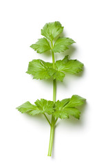 Celery Stalk