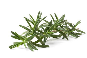 Rosemary Stalk