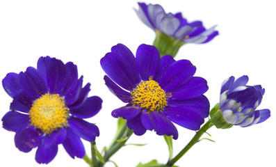 Fototapeta premium Florists Cineraria