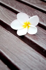 Frangipani flower