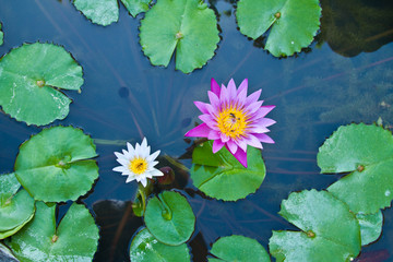 Water lily on  Koh Ngai island Thailand